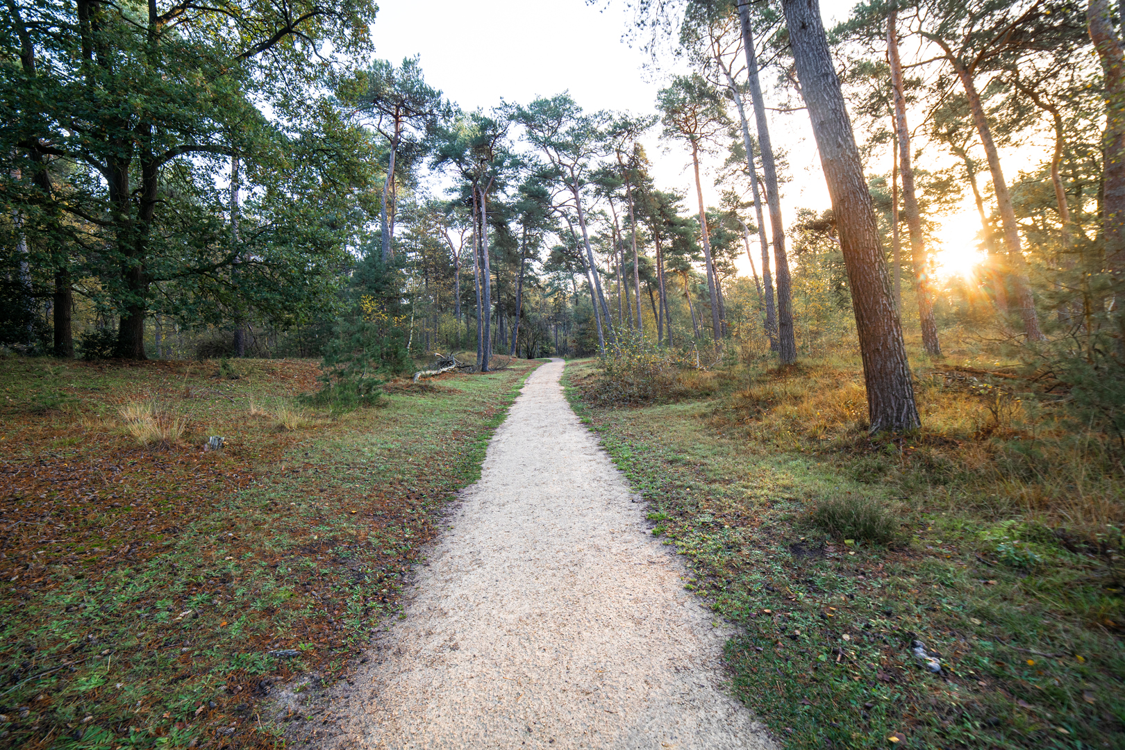 Waldweg in der Natur rund um Buitengoed de Bollen