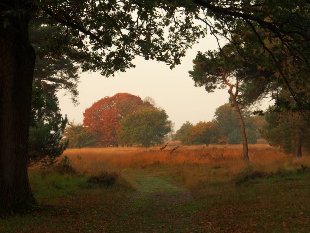 Sentier traversant la lande aux couleurs dorées de l'automne et aux arbres rouges dans la brume